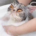 プロにお手入れしてもらう猫→『トリートメント風呂』に入ると…可愛すぎる…