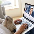 猫にも飼い主にもメリット大！慢性疾患に悩む愛猫にビデオ通話で「遠…