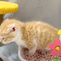 『なんかいつもと違う声がすると思ったら…』子猫の初めての瞬間が可愛…