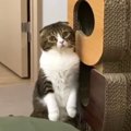 トイレハイ！息子猫くんと取っ組み合いになるパパ猫さん