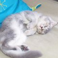 死んだふり？猫が存在感を消そうとする４つの理由