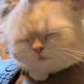 頭を『なでなで』された猫が…とんでもなく尊い『まさかの仕草』に爆笑の声…