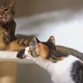 毛づくろいする猫さんの肉球をペロペロ…　まんざらでもなさそうな姿に…