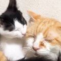 大好きな先住猫の背中の上でくつろぐ子猫→先住猫が別の場所に移動すると……