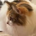 『バランス感覚良すぎ』→三毛猫が乗っていた場所とは……想像を超えてく…
