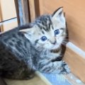 『天井から落ちてきた子猫』を助けて…仲良くなっていった結果→あまり…