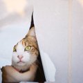 猫に『和室』を荒らされないための対策4つ　畳やふすまを綺麗に保つた…