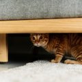 人見知りな猫は要注意！膀胱炎を繰り返す猫の「不安サイン」とは【獣医が…