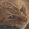 キャットタワーにもたれかかっていた猫…まるで『酔っ払い』のような光景に…