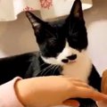 セルフ猫吸い？どうしても『肉球の匂い』を嗅がせたい猫さんが話題♡