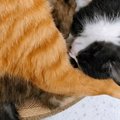 寝る場所は他にもあるのに…ベッドに集まった『パパ猫と子猫たち』の様…