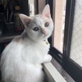 猫のしつけでやってはいけない『６つのタブー』