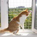 猫との暮らしで避けるべき『危険な換気方法』4選　思わぬトラブルの可能性…