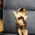 まだ目も開いていない赤ちゃん猫が『椅子の背もたれ』で…思わず応援したく…