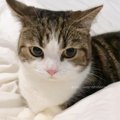 「どきたくないニャ！」お布団からどかされる気配に気付いた猫さんが…