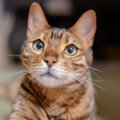 猫が『下心を抱いている』ときの行動3つ　愛猫が密かに企んでいること…