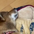 犬を見て育った猫→犬といっしょに『お昼寝』すると……まさかの『可愛すぎる…