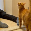 猫に『飼い主急に倒れたドッキリ』仕掛けた結果…まさかの反応に「シュ…