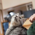 猫が飼い主に『叶えてほしい』と願うこと3選　愛猫の幸せを実現するための…