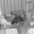 はじめてケージから出て夜を過ごす保護猫→見守りカメラで撮影してみた…