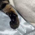 仲良くくつろぐ『2匹の猫』を見たら→1匹の『頭』が……衝撃の瞬間に「一…