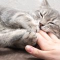 猫と遊んだ傷口から感染！女性が「致命的な病気」から奇跡の生還　オ…