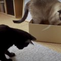 必見♡猫ちゃん達の可愛いバタバタ劇場