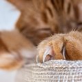 猫と生活していると目にする『落とし物』5選　爪や抜け毛…問題ない？注意…