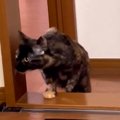 『お風呂はキケン』と認識している猫→飼い主が入っているのを発見する…