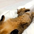 こたつでくつろいでいると、となりに『猫』がやってきて…予想外の『ベスト…