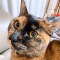 猫の『わかりにくい愛情表現』3選！こんな仕草をしていたら愛のサイン…