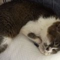 『老猫を迎えるということ』…ある保護猫の余生に寄り添った家族のお話