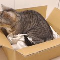 恐る恐るダンボールに入る猫さん…なんだか温泉に浸かってるみたい♡