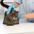 国内初「ヒアリ」被害！猫が刺された時の危険性は？最悪死亡する可能…