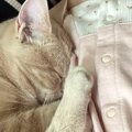 布団で寝ている赤ちゃん→すぐ横には『猫』がいて…ずっと見ていたくな…