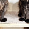 長い毛が特徴的な『２匹の猫』→棚の上に並んだ結果…あまりにも『神々…