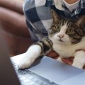 猫が「面白い」と思う人間の行動3選！理由と気を付けるべきことも