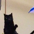 黒猫が大きくジャンプした瞬間を撮ったら…ひらがなにしか見えない『まさか…