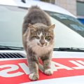 「救急車搬送センターに住む老猫」追放の危機を救ったのは、人々の熱意と…