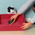 猫が心の中で『ガマンしていること』4つ　気付いてあげたいサインから改善…