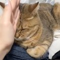 畳んだ洗濯物を荒らす猫にチョップしてみたら…予想外すぎる『変顔』に…