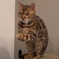 無敵の技？！猫ちゃんの可愛い“オネガイ”ポーズ♡