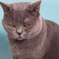 愛猫が『うつ病』かも？疑うべき3つの初期症状　猫のメンタルケアの重…