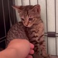 元野良の『怖がりな子猫』撫でてみたら…まさかの光景に思わず涙してし…