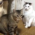 リーダーの言うことは絶対？！猫ちゃんの意見とは…