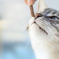 ごはんを食べない猫には、おやつを与えて補うべき？