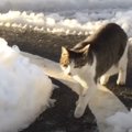 『突然泣きついてきた野良猫』を助けた結果…まさかの『恩返し』が11万…