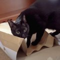 猫ちゃん達が自然と引き寄せられる魅惑のアイテム！