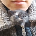 赤ちゃん猫を保護して2ヶ月が経過したら…『成長した様子』が可愛すぎ…