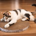 猫が『欲求不満』を訴えているときの仕草5つ　解消させるコツや環境面…